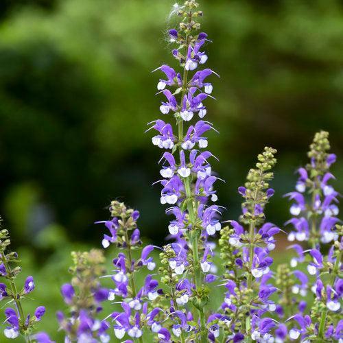 Salvia 'Azure Snow'  - Color Spires® Azure Snow Salvia