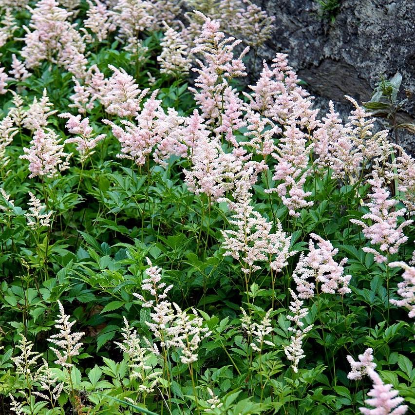 Astilbe japonica 'Peach Blossom'  - Peach Blossom Japanese Astilbe