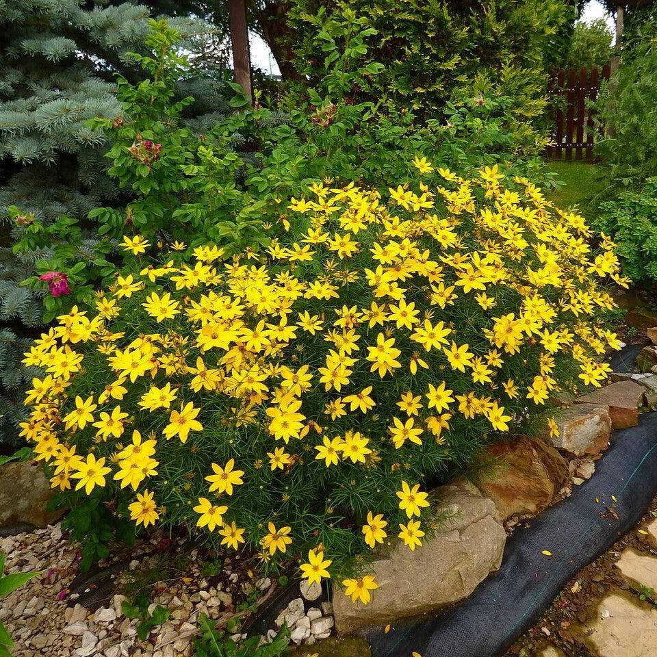 Coreopsis verticillata  - Threadleaf Coreopsis