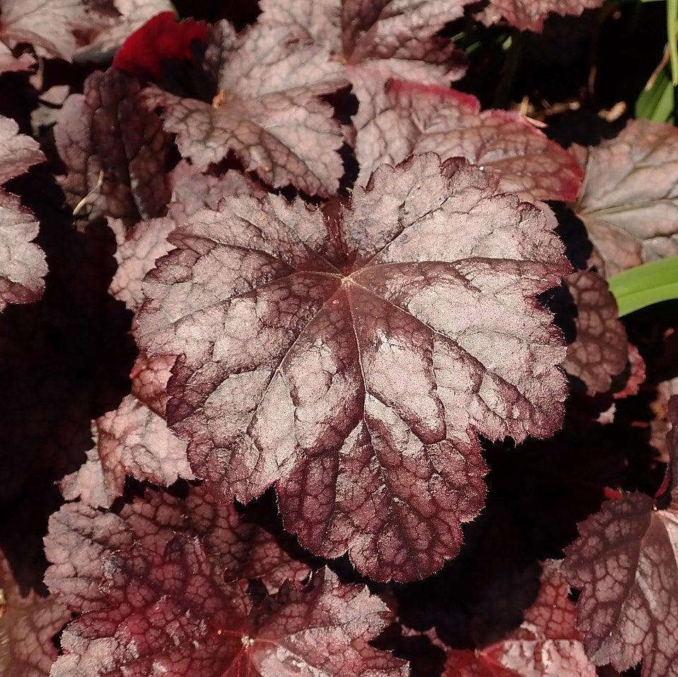 Heuchera x 'Plum Pudding'  - Plum Pudding Coral Bells, Heuchera
