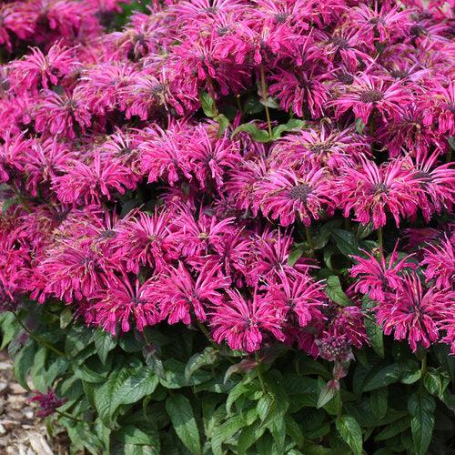 Monarda 'Leading Lady Razzberry' PP34130  - PW® Leading Lady Razzberry Bee Balm