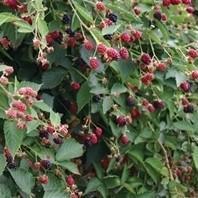 Rubus fruticosus 'Navaho'  - Navaho Thornless Blackberry