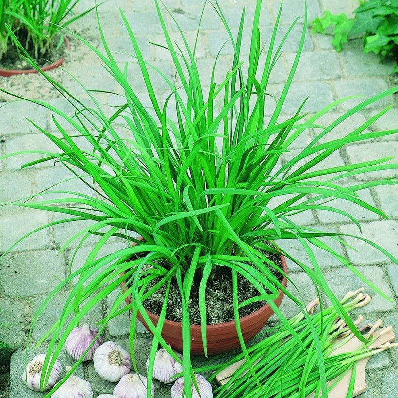 Allium tuberosum 'Geisha'  - Geisha Garlic Chives