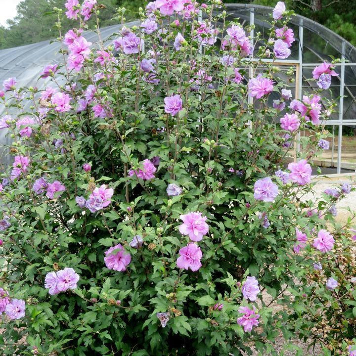 Hibiscus syriacus 'MINDOUV 5'  - First Editions® French Cabaret™ Purple Hibiscus