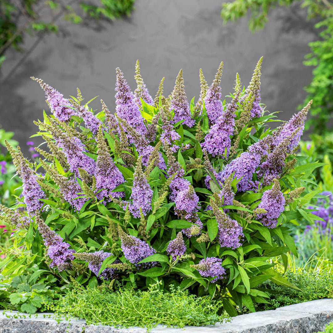 Buddleia davidii ‘BotEx 004’ PP34,378  - Butterfly Candy™ Lil' Lavender™ Butterfly Bush