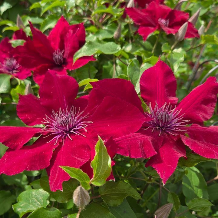 Clematis 'Evipo079'  - Nubia™ Clematis
