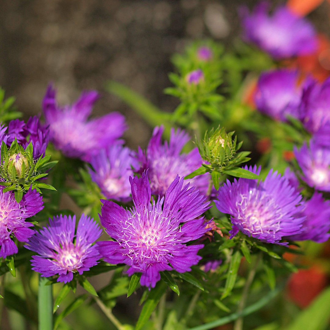 Stokesia laevis 'Honeysong Purple'  - Honeysong Purple Stoke's Aster