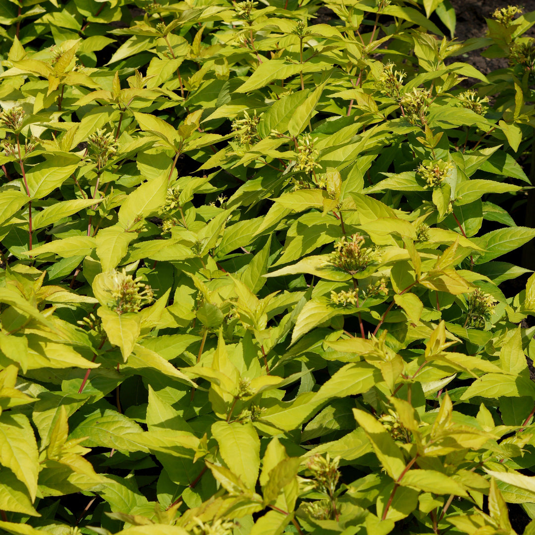 Diervilla rivularis 'Diwibru01'  - Honeybee Bush Honeysuckle