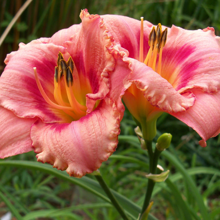 Hemerocallis 'Strawberry Candy'  - Strawberry Candy Daylily