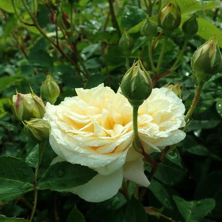 Rosa 'Ausbaker'  - Teasing Georgia® Rose
