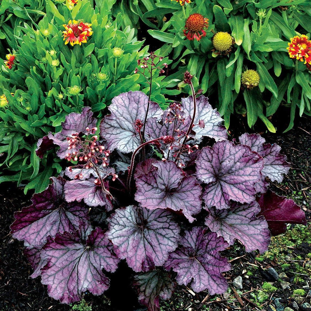 Heuchera x 'TNHEUNEP' PP#30568  - Northern Exposure™ Purple Heuchera