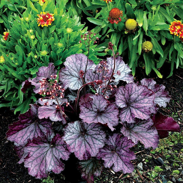Heuchera x 'TNHEUNEP' PP#30568  - Northern Exposure™ Purple Heuchera