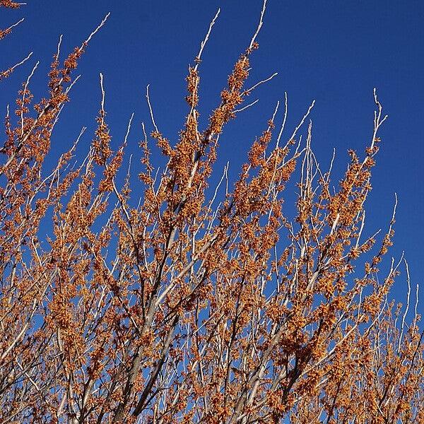 Hamamelis vernalis  - Ozark Witch Hazel