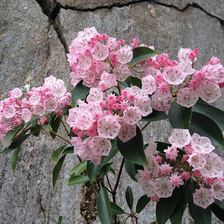 Kalmia latifolia 'Good Show'  - Good Show Mountain Laurel