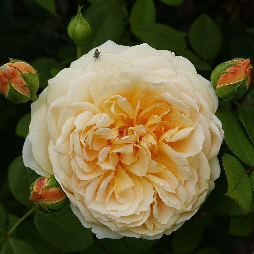 Rosa 'Ausbaker'  - Teasing Georgia® Rose