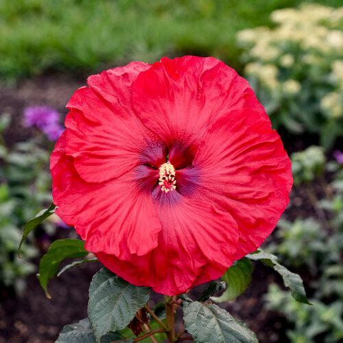 Hibiscus 'Valentine Crush'  - Summerific® Valentine Crush Hibiscus