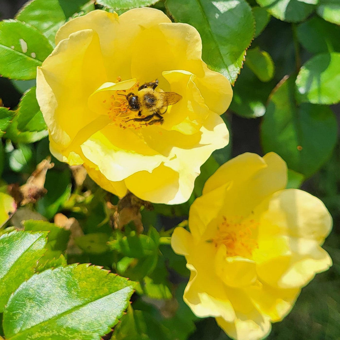 Rosa 'SRPylwko' PP 35,465  - Easy Bee-zy™ Knock Out® Rose