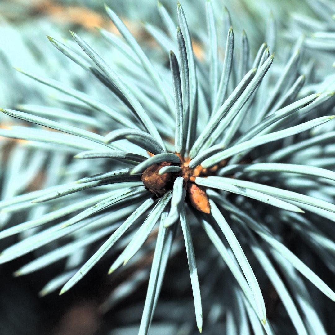 Picea pungens 'Baby Blue'  - Baby Blue Spruce