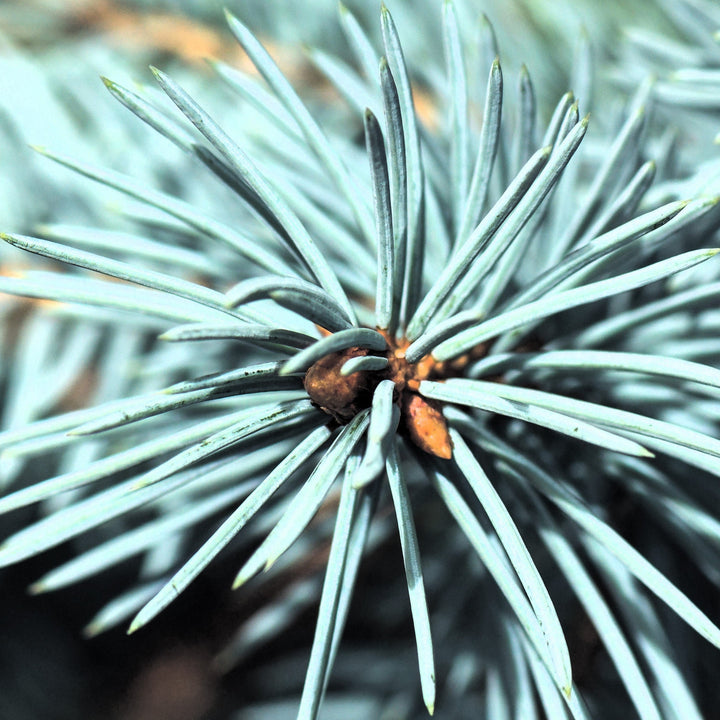 Picea pungens 'Baby Blue'  - Baby Blue Spruce