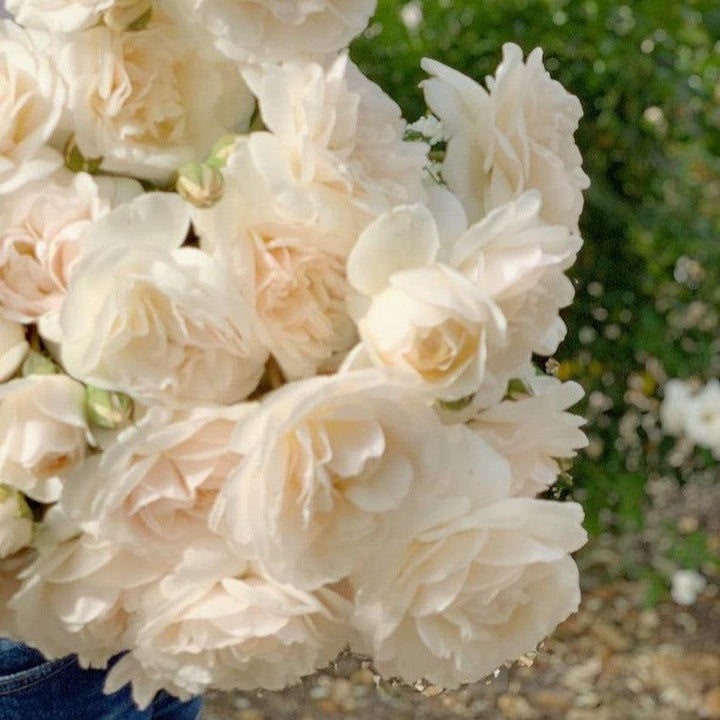 Rosa 'Lichfield Angel'  - Lichfield Angel Rose