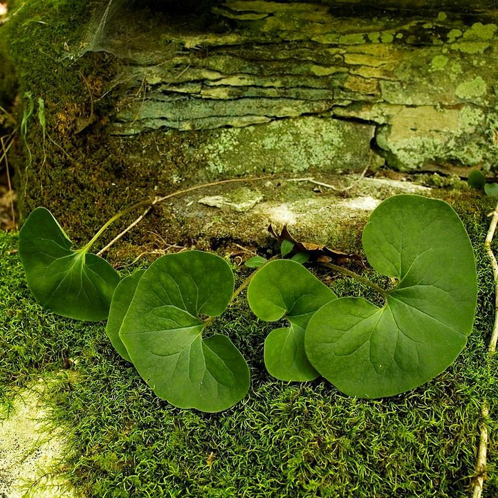 Asarum canadense  - Wild Ginger