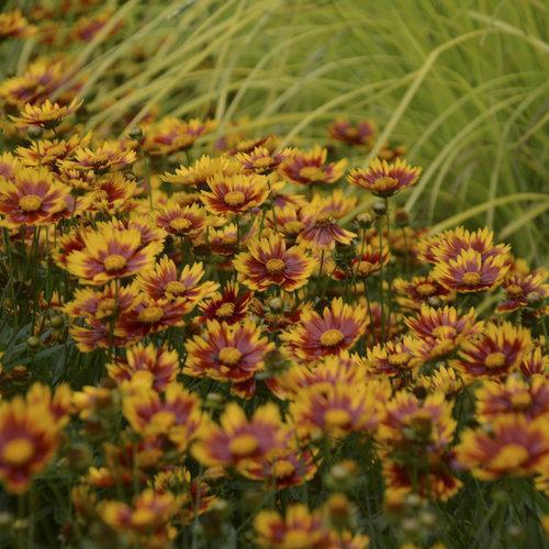 Coreopsis x 'Daybreak'  - Lil' Bang™ Daybreak Tickseed