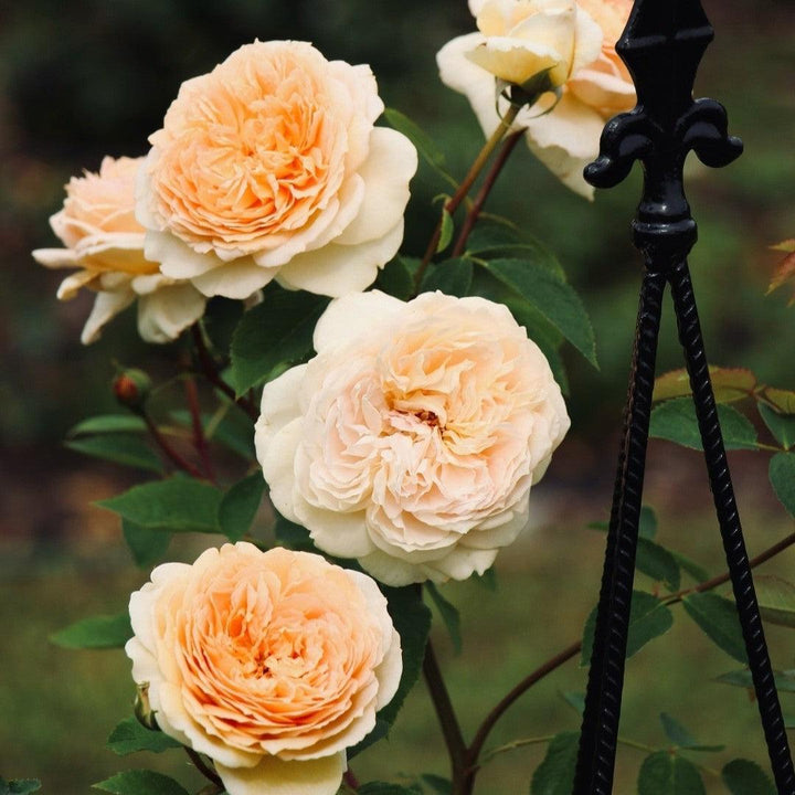 Rosa 'Auschimbley'  - Bathsheba Climbing Rose