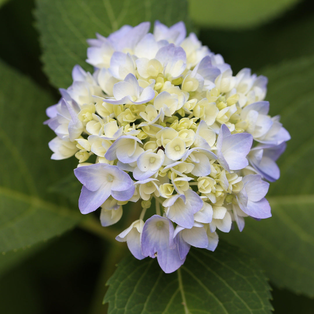 Hydrangea macrophylla 'COF HM1  - Azure Skies™ Hydrangea