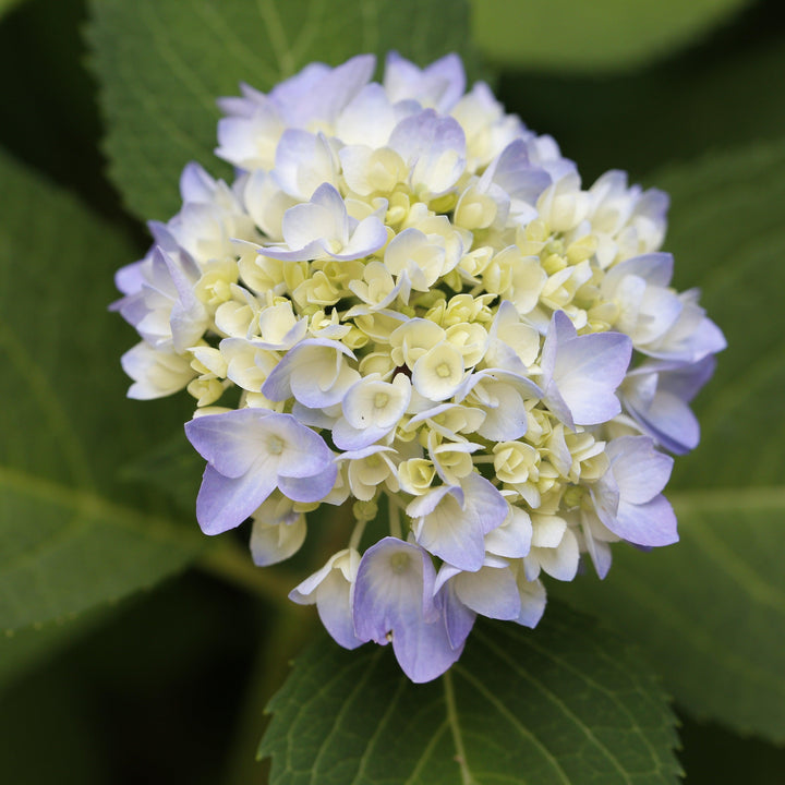 Hydrangea macrophylla 'COF HM1  - Azure Skies™ Hydrangea