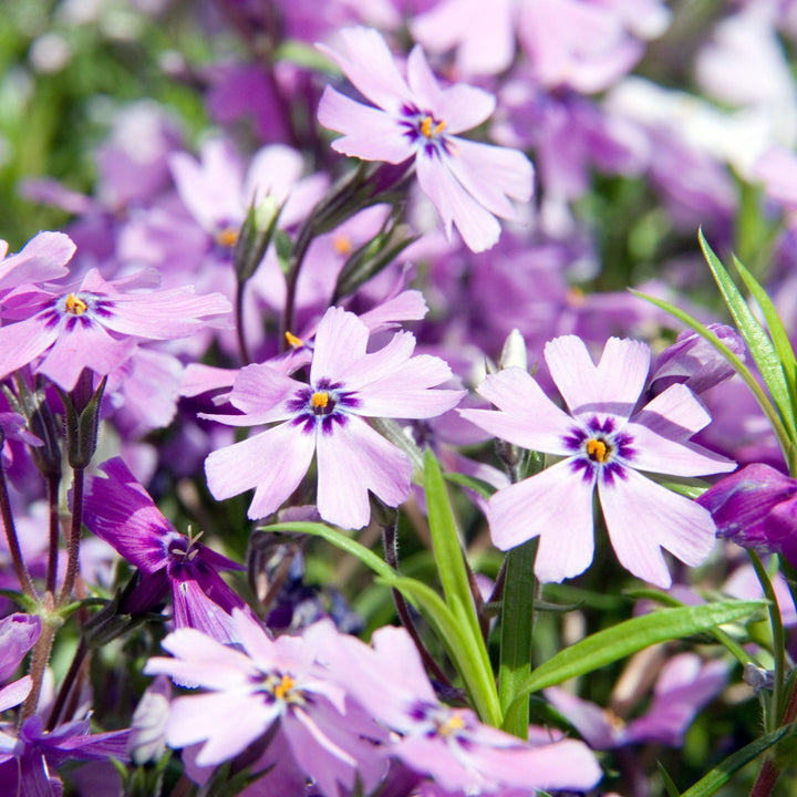 Phlox subulata 'Purple Beauty'  - Purple Beauty Creeping Phlox