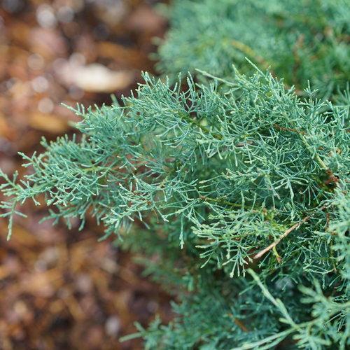 Juniperus chinensis 'SMNJCHM'  - PW® Montana Moss® Juniper
