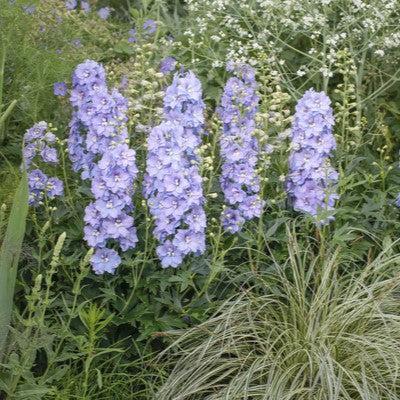 Delphinium x 'ET DLP 17-03'  - Delgenius™ Shelby Delphinium