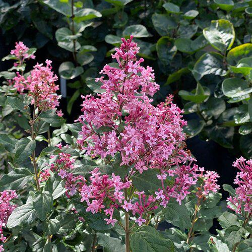Syringa x 'SMNSPH' USPP 35,93  - Bloomerang® Ballet™ Lilac