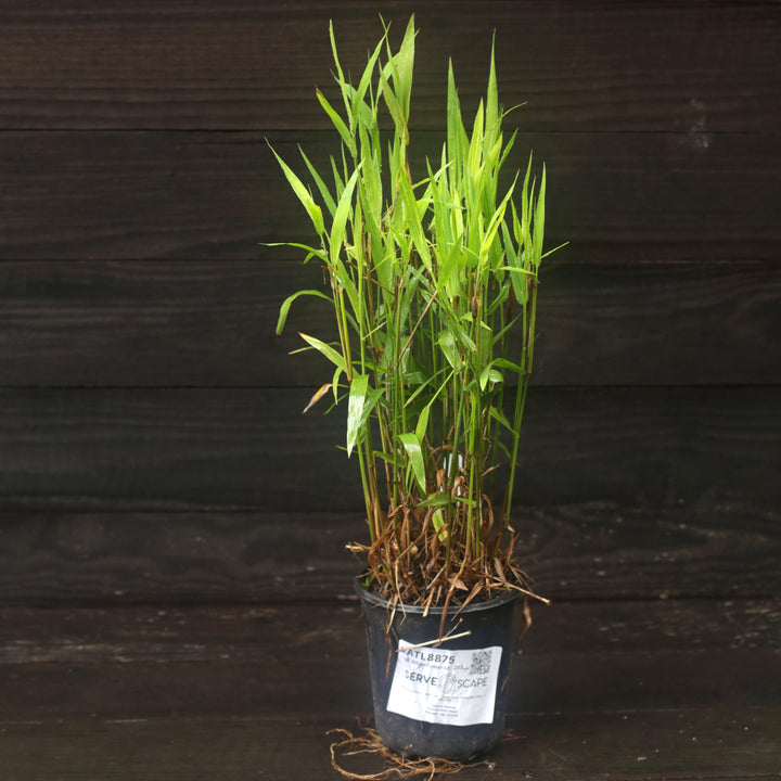 Chasmanthium latifolium  - River Oats, Inland Sea Oats