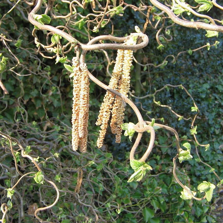 Corylus avellana 'Contorta'  - Contorted Filbert, Harry Lauder’s Walking Stick