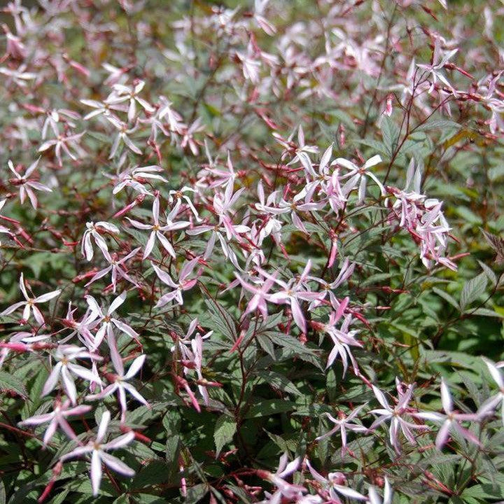 Porteranthus trifoliatus 'Pink Profusion'  - Pink Profusion Bowman's Root