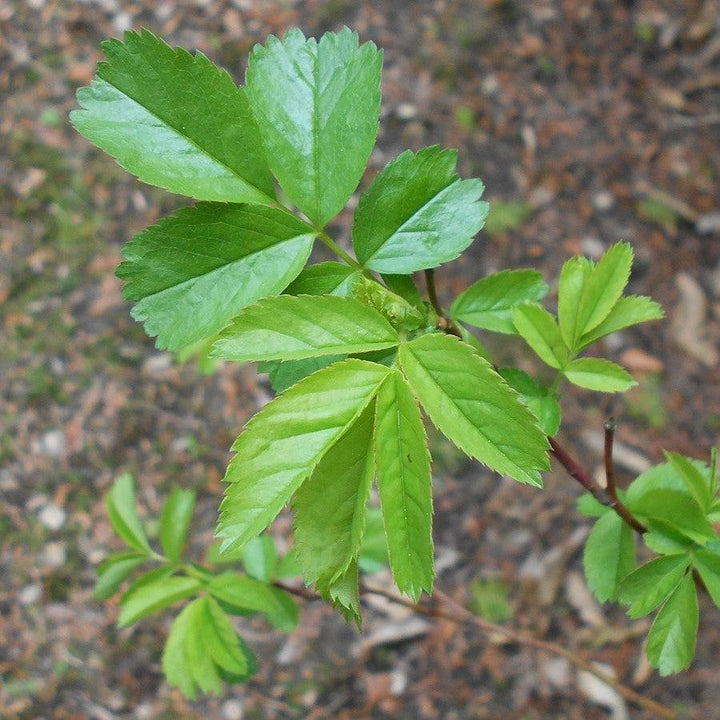 Rosa virginiana  - Virginia Rose