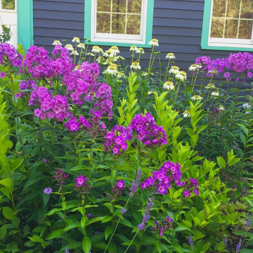 Phlox paniculata 'Ditomsur' PP21,109  - First Editions® Grape Lollipop™ Phlox