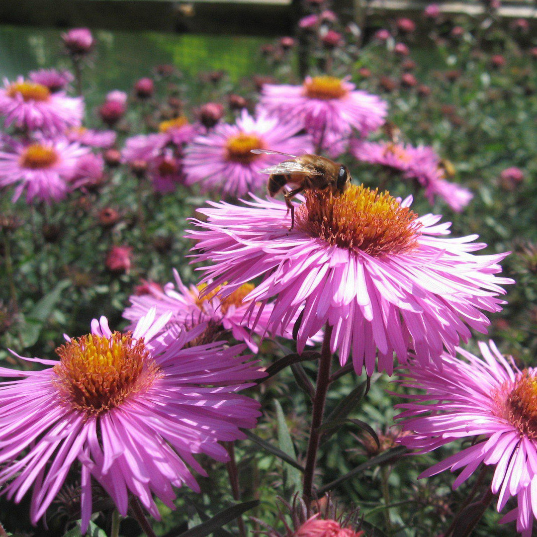 Aster novae-angliae  - New England Aster