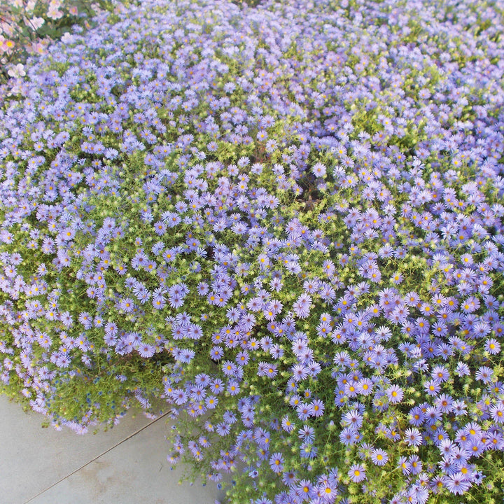 Aster oblongifolium 'October Skies'  - October Skies Aromatic Aster