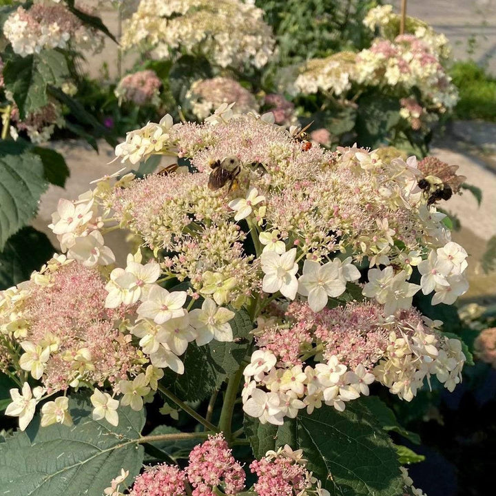 Hydrangea arborescens 'SMHALP'  - Pinky Pollen Ring™ Hydrangea