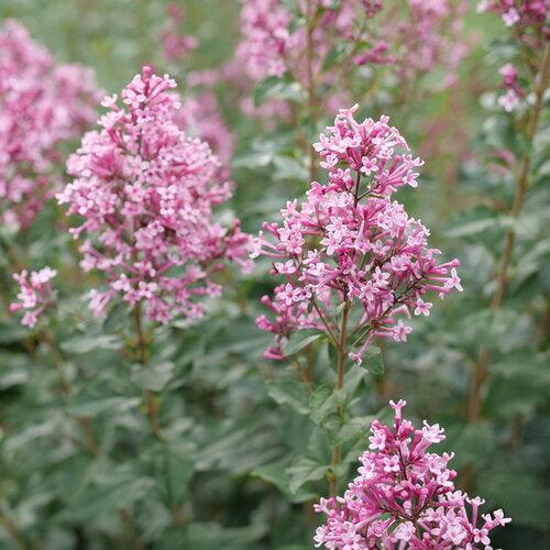 Syringa x 'SMNSPH' USPP 35,93  - Bloomerang® Ballet™ Lilac