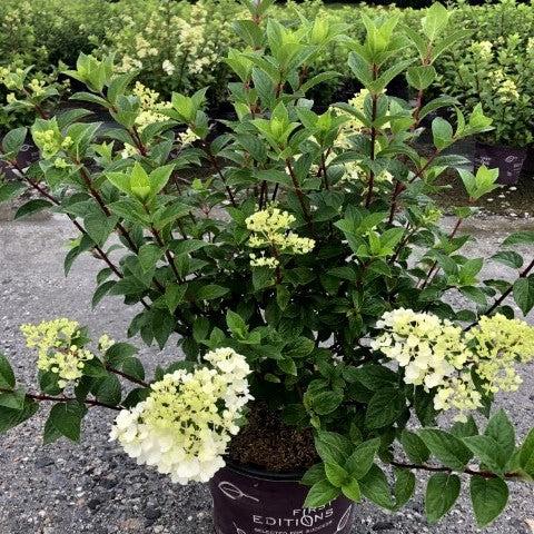 Hydrangea paniculata 'Rensun' PP 25,438  - First Editions® Strawberry Sundae® Hydrangea