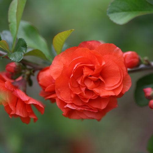Chaenomeles speciosa 'Orange Storm' USPP 20,950  - PW® Double Take™ Orange Flowering Quince
