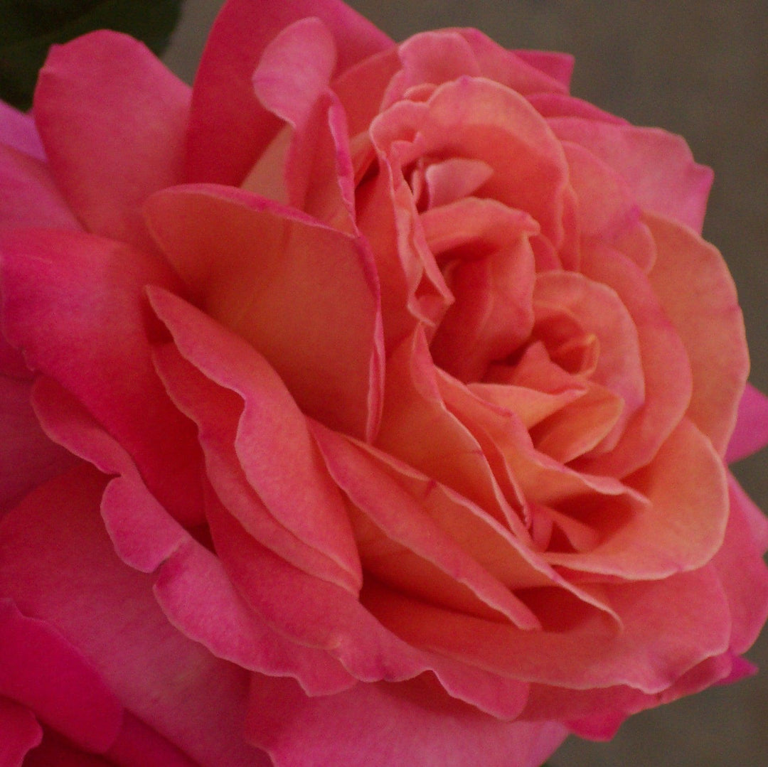 Rosa 'TANorstar'  - Tropicana Rose