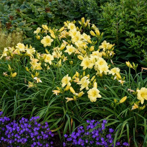 Hemerocallis 'Going Bananas'  - Rainbow Rhythm® Going Bananas Daylily