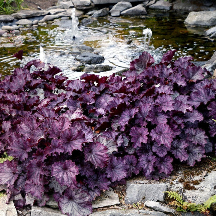 Heuchera x 'TNHEUNEP' PP#30568  - Northern Exposure™ Purple Heuchera