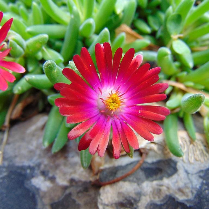 Delosperma cooperi 'Jewel of Desert Garnet'  - Jewel of Desert® Garnet Ice Plant