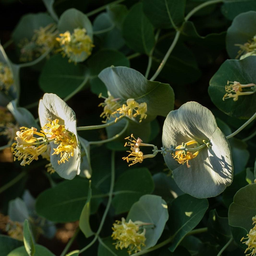 Lonicera reticulata 'P015S'  - Kintzley's Ghost® Honeysuckle