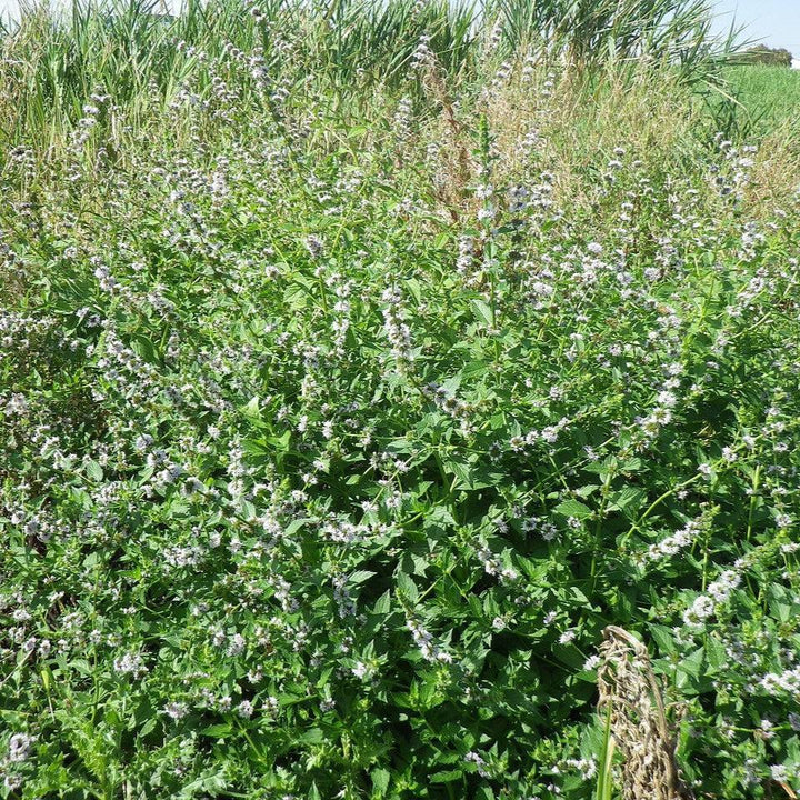 Mentha arvensis  - Wild Mint